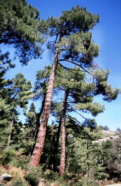 Pinus Pinaster - Planta Picnogenol - Pinheiro Europeu - árvore ou bonsai - Plantamundo