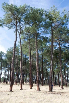 Pinus Pinaster - Planta Picnogenol - Pinheiro Europeu - árvore ou bonsai na internet