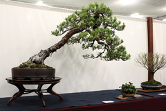 Pinus Pinaster - Planta Picnogenol - Pinheiro Europeu - árvore ou bonsai