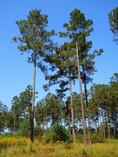 Pinheiro Loblloby - Pinus taeda - Plantamundo