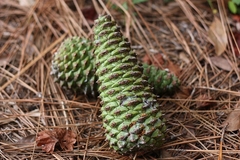Pinheiro Loblloby - Pinus taeda - comprar online