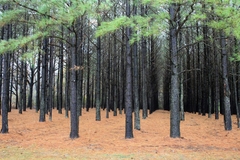 Pinheiro Loblloby - Pinus taeda