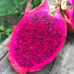 Pitaya Gigante Polpa Vermelha Fruta Dragão