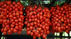 Tomate Principe Borghese - Tomate Italiano do Vesúvio - Pomodoro Vesuviano