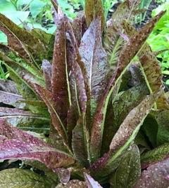 Alface Vermelha Red Deer Tongue (Língua de Veado Vermelha)