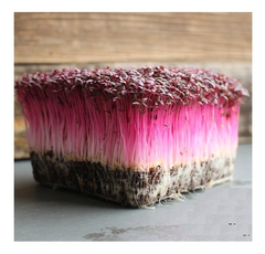 Amaranto Red Garnet - Microgreens, baby leas ou saladas