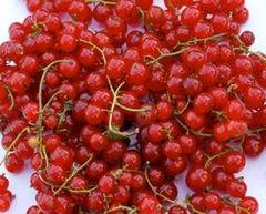 Groselha Americana - Groselha Vermelha - Groselha verdadeira - Ribes rubrum - fruta - comprar online