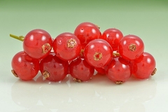 Groselha Americana - Groselha Vermelha - Groselha verdadeira - Ribes rubrum - fruta