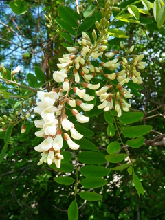 Acacia Branca - Falsa Acácia - Robinia pseudoacacia - Para Árvore Ou Bonsai - Plantamundo