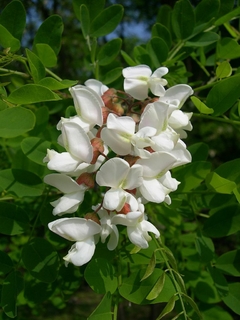 Acacia Branca - Falsa Acácia - Robinia pseudoacacia - Para Árvore Ou Bonsai na internet