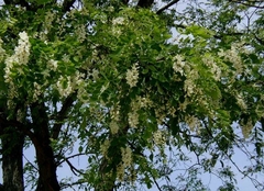 Acacia Branca - Falsa Acácia - Robinia pseudoacacia - Para Árvore Ou Bonsai - comprar online