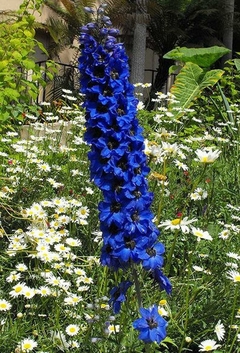 Delphinium Rocket Larkspur Esporinha Singela - comprar online