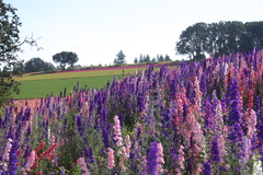 Delphinium Rocket Larkspur Esporinha Singela