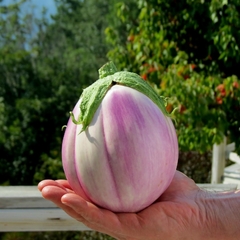 Berinjela Rosa Bianca - Beringela italiana - Solanum melongena