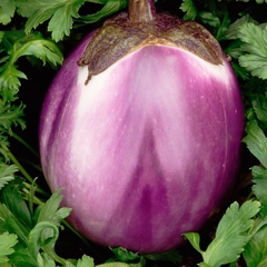 Berinjela Rosa Bianca - Beringela italiana - Solanum melongena - comprar online