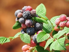 Framboesa Negra - Framboesa Tropical - Amora Tropical - Mysore raspberry- Rubus niveus - comprar online