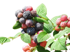 Framboesa Negra - Framboesa Tropical - Amora Tropical - Mysore raspberry- Rubus niveus