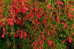 Flor de Coral - Russelia equisitiformis - loja online