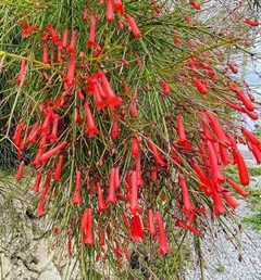 Flor de Coral - Russelia equisitiformis - Plantamundo