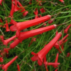 Flor de Coral - Russelia equisitiformis - comprar online