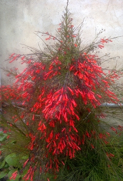 Flor de Coral - Russelia equisitiformis