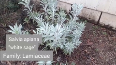 Salvia apiana - Salvia Branca - Salvia Sagrada