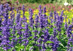 Salvia Azul - Salvia farinacea - Blue Sage - Flor - comprar online