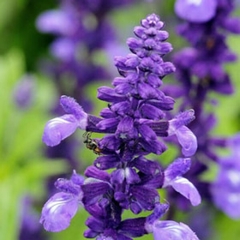 Salvia Azul - Salvia farinacea - Blue Sage - Flor