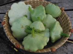 Abobrinha Scallop Branca (verde clara) - Pattypan - Plantamundo