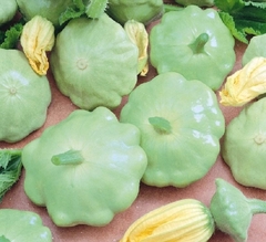 Abobrinha Scallop Branca (verde clara) - Pattypan - comprar online