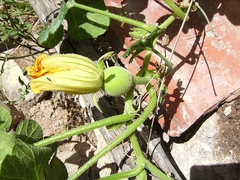 Imagem do Chila - Caiota - Cucurbita ficilfolia