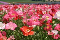 Papoula Dobrada Shirley Mix - Papaver rhoeas - comprar online