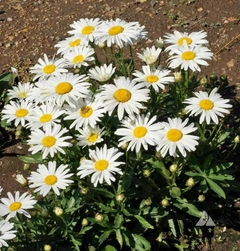 Margarida Shasta Daisy Silver Princess - Leucanthemum superbum na internet