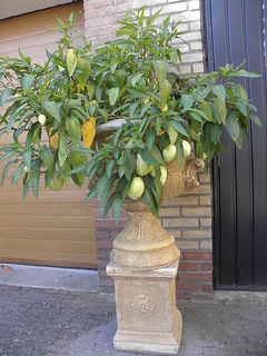 Melão Andino - Pepino Doce - Solanum muricatum