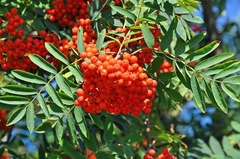 Cereja Tramazeira - Sorbus aucuparia