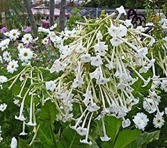 Tabaco de Flor - Only the Lonely - Nicotiana sylvestris