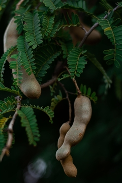 Tamarindo - Tamarindus indica - Frutifera