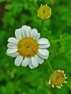 Artemisia Romana - Tanaceto - Tanacetum parthenium