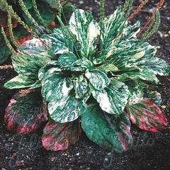 Tanchagem Variegada - Plantago Para Saladas e jardim - PANC