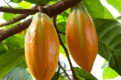 Cacau CEPLAC - Variedade Superior - Theobroma cacao - comprar online