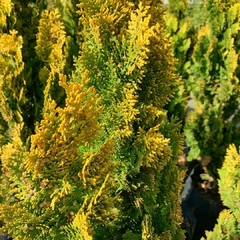 Imagem do Tuia Aurea - Thuja Dourada - Cipreste Árvore