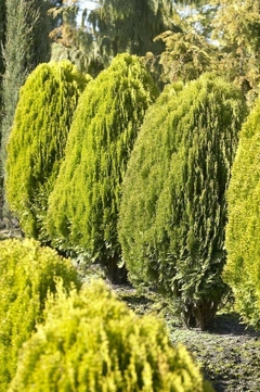 Tuia Aurea - Thuja Dourada - Cipreste Árvore - Plantamundo