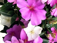 Manacá da Serra - Tibouchina mutabilis - comprar online