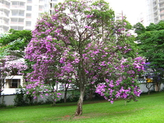 Manacá da Serra - Tibouchina mutabilis