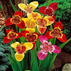 Flor de Tigre - Tigridia pavonina