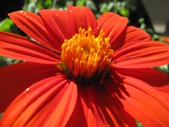 Girassol Mexicano Vermelho- Girassol de Árvore Vermelho - Tithonia rotundifolia