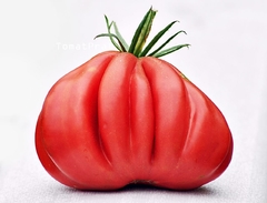 Tomate Tlacolula - Tomate Mexicano para rechear - Raro, bizarro e delicioso - Plantamundo