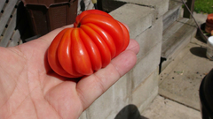 Tomate Tlacolula - Tomate Mexicano para rechear - Raro, bizarro e delicioso - comprar online