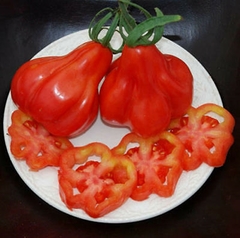 Imagem do Tomate Tlacolula - Tomate Mexicano para rechear - Raro, bizarro e delicioso