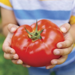 Tomate Gigante Beefsteak - Crioulo de USA